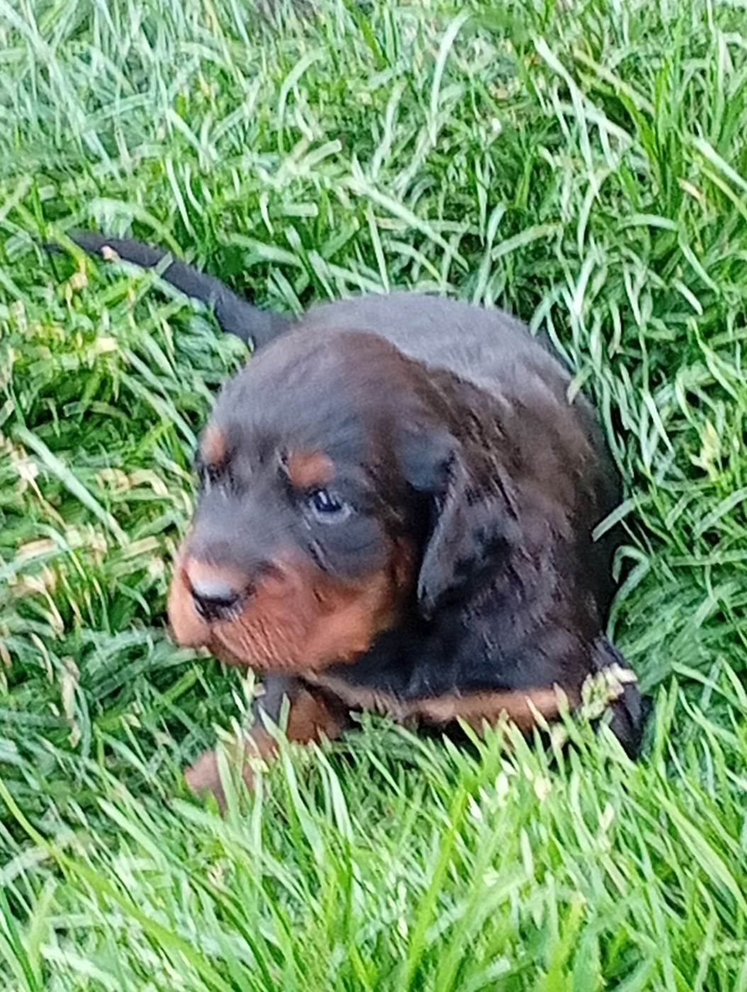 Des Hussards Noirs - Chiots disponibles - Setter Gordon