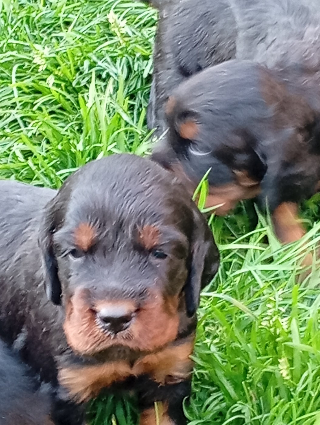 Des Hussards Noirs - Chiots disponibles - Setter Gordon