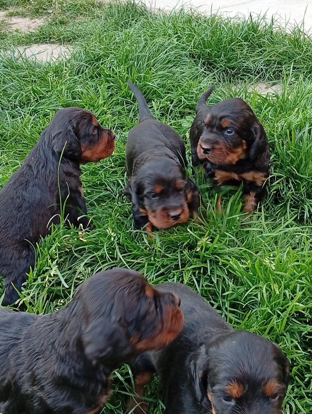 Des Hussards Noirs - Chiots disponibles - Setter Gordon