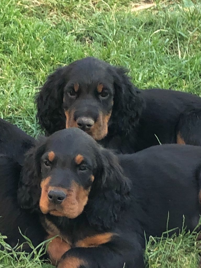 Des Hussards Noirs - Chiots disponibles - Setter Gordon